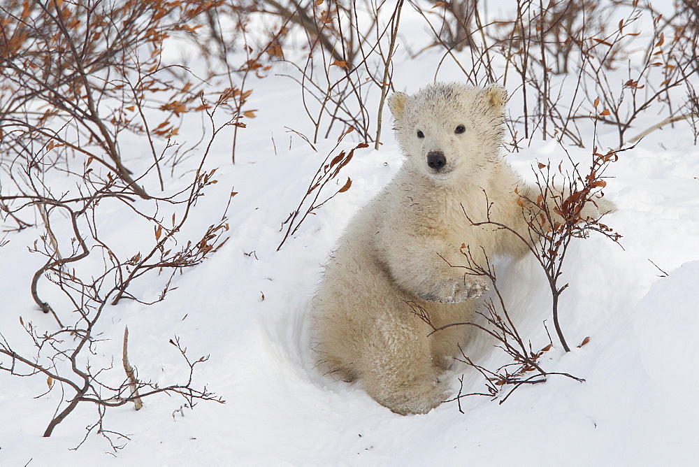 Polar bear cub (Ursus maritimus), Wapusk National Park, Churchill, Hudson Bay, Manitoba, Canada, North America 