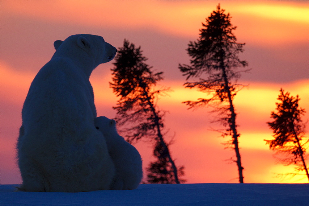 Polar bear (Ursus maritimus) and cub, Wapusk National Park, Churchill, Hudson Bay, Manitoba, Canada, North America 