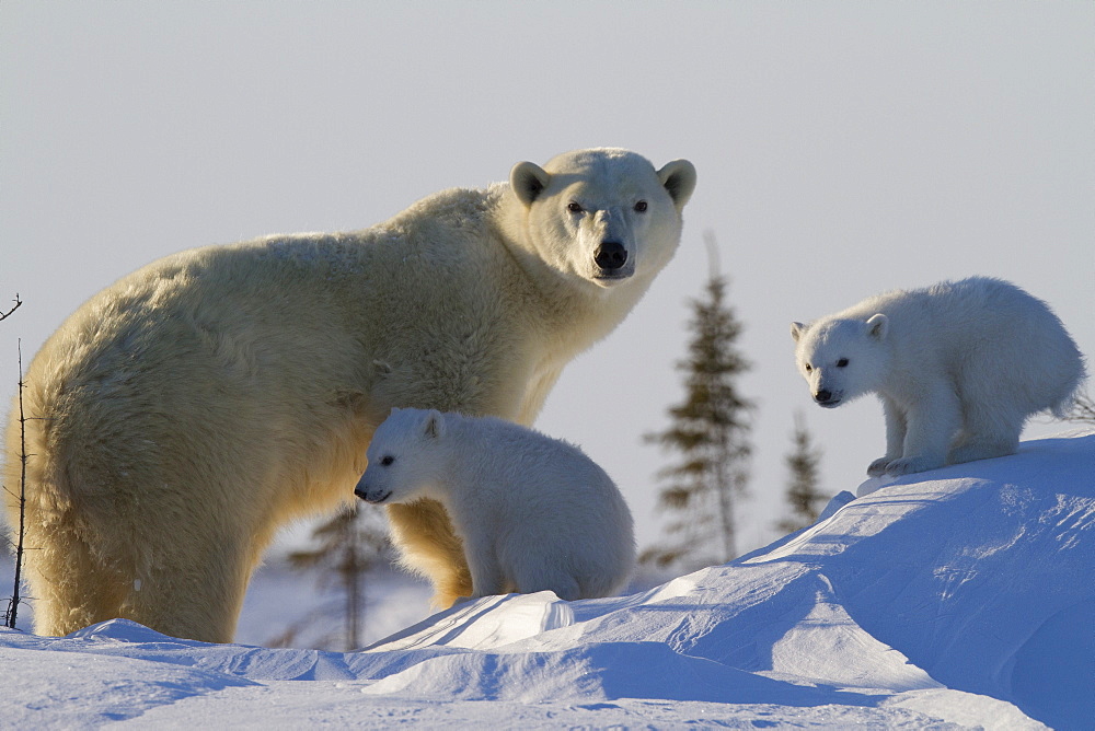 Polar bear (Ursus maritimus) and cubs, Wapusk National Park, Churchill, Hudson Bay, Manitoba, Canada, North America 