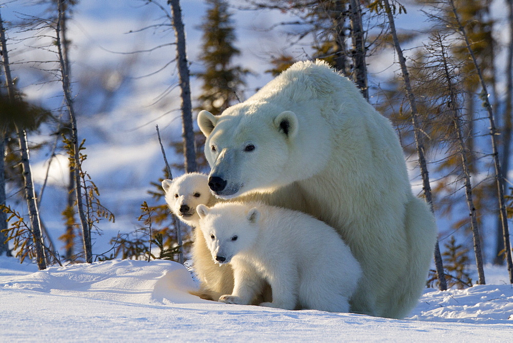 Polar bear (Ursus maritimus) and cubs, Wapusk National Park, Churchill, Hudson Bay, Manitoba, Canada, North America