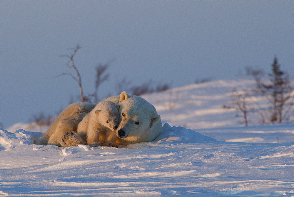 Polar bear (Ursus maritimus) and cub, Wapusk National Park, Churchill, Hudson Bay, Manitoba, Canada, North America 