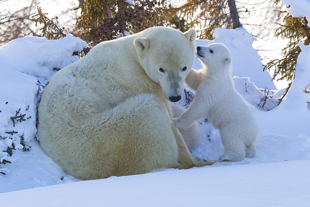 Polar bear (Ursus maritimus) and cubs, Wapusk National Park, Churchill, Hudson Bay, Manitoba, Canada, North America