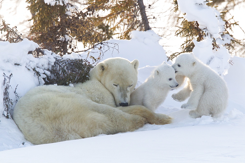 Polar bear (Ursus maritimus) and cubs, Wapusk National Park, Churchill, Hudson Bay, Manitoba, Canada, North America