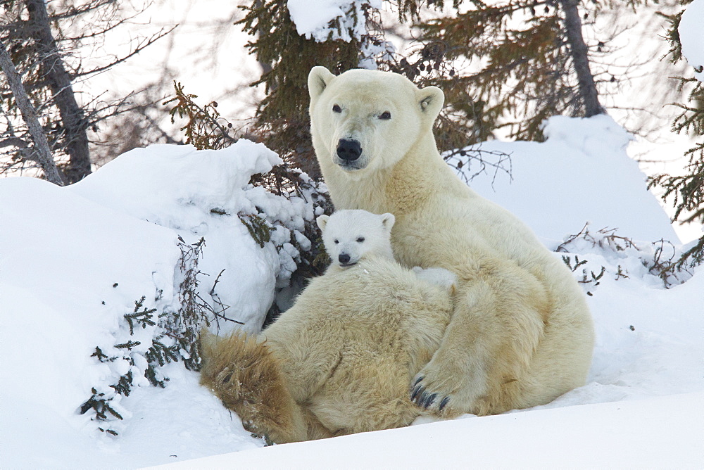 Polar bear (Ursus maritimus) and cubs, Wapusk National Park, Churchill, Hudson Bay, Manitoba, Canada, North America