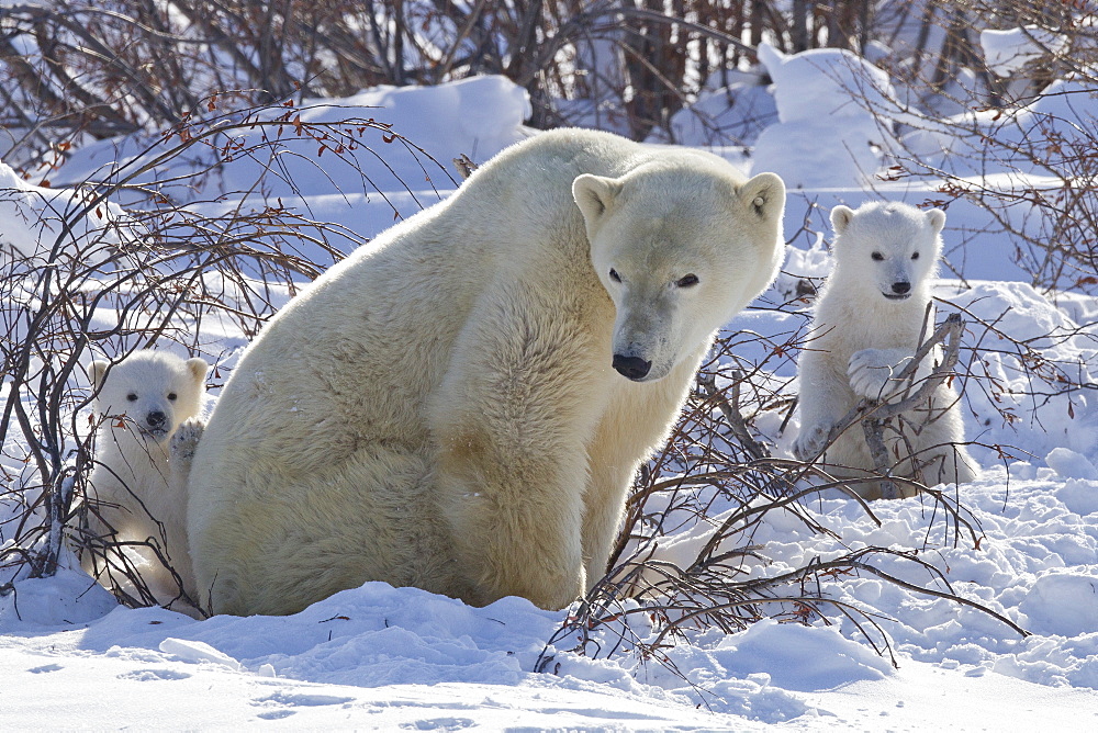 Polar bear (Ursus maritimus) and cubs, Wapusk National Park, Churchill, Hudson Bay, Manitoba, Canada, North America