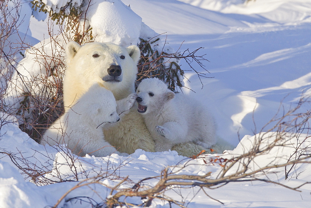 Polar bear (Ursus maritimus) and cubs, Wapusk National Park, Churchill, Hudson Bay, Manitoba, Canada, North America