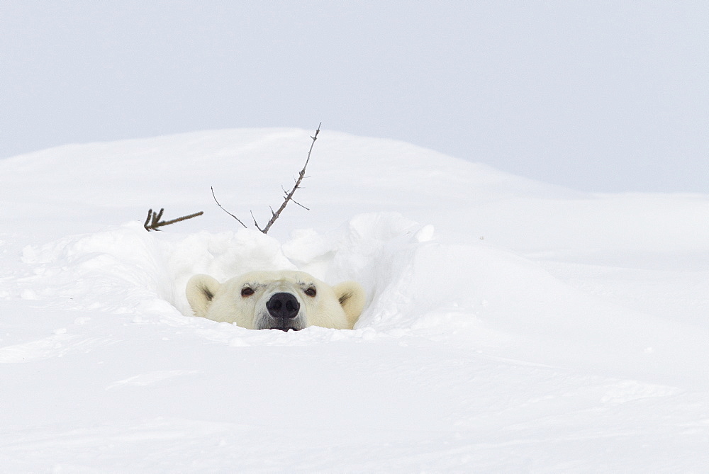 Polar bear (Ursus maritimus), Wapusk National Park, Churchill, Hudson Bay, Manitoba, Canada, North America