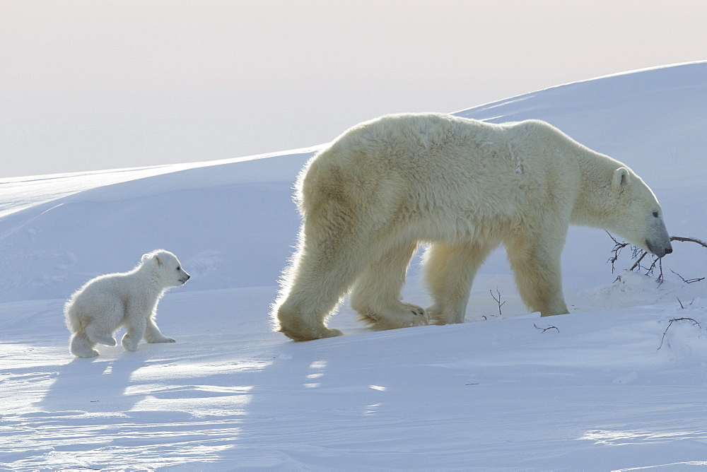 Polar bear (Ursus maritimus) and cubs, Wapusk National Park, Churchill, Hudson Bay, Manitoba, Canada, North America