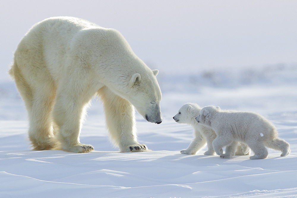 Polar bear (Ursus maritimus) and cubs, Wapusk National Park, Churchill, Hudson Bay, Manitoba, Canada, North America