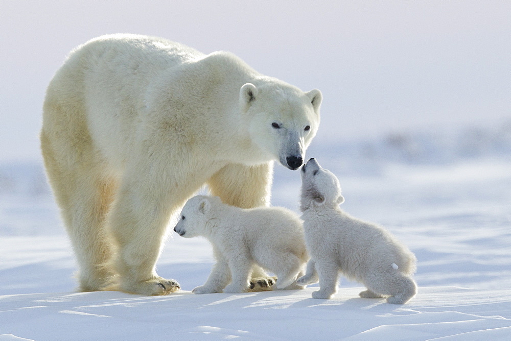 Polar bear (Ursus maritimus) and cubs, Wapusk National Park, Churchill, Hudson Bay, Manitoba, Canada, North America