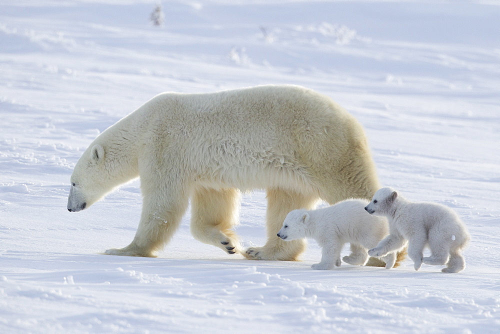 Polar bear (Ursus maritimus) and cubs, Wapusk National Park, Churchill, Hudson Bay, Manitoba, Canada, North America