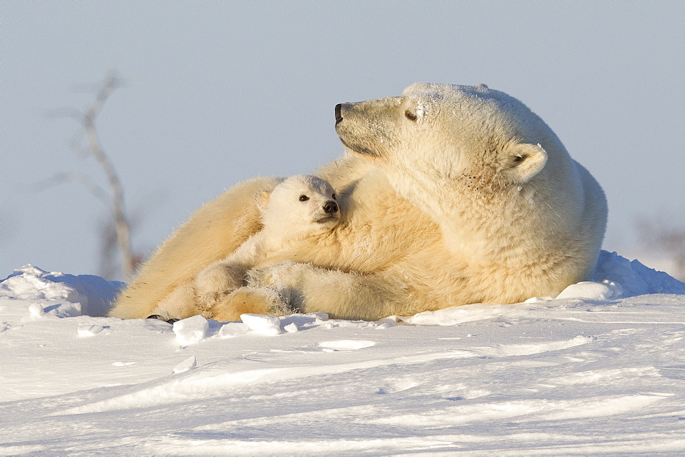 Polar bear (Ursus maritimus) and cub, Wapusk National Park, Churchill, Hudson Bay, Manitoba, Canada, North America 