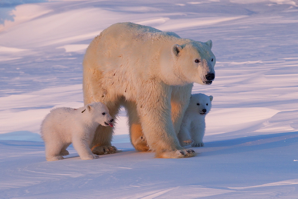 Polar bear (Ursus maritimus) and cubs, Wapusk National Park, Churchill, Hudson Bay, Manitoba, Canada, North America