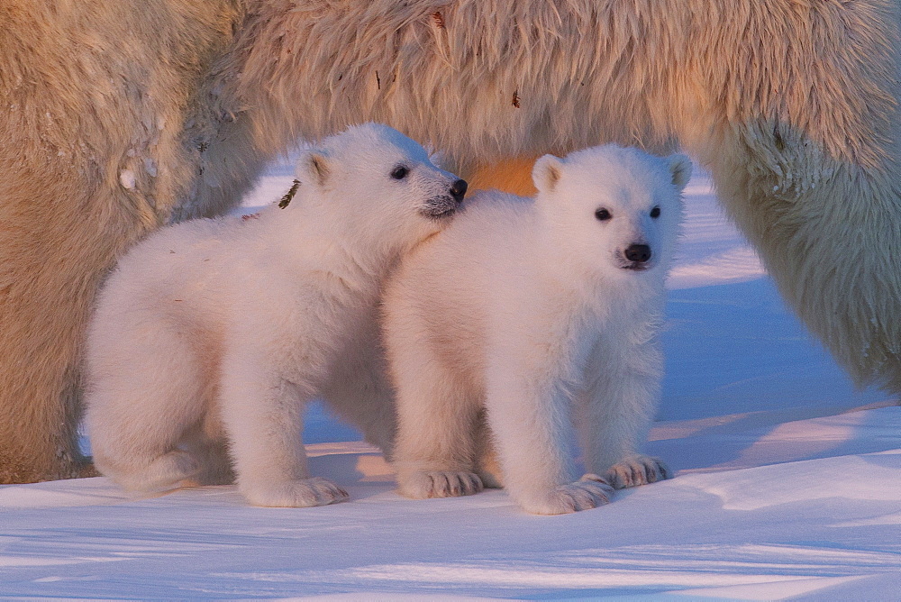 Polar bear (Ursus maritimus) and cubs, Wapusk National Park, Churchill, Hudson Bay, Manitoba, Canada, North America