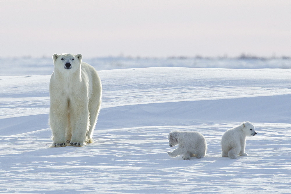 Polar bear (Ursus maritimus) and cubs, Wapusk National Park, Churchill, Hudson Bay, Manitoba, Canada, North America