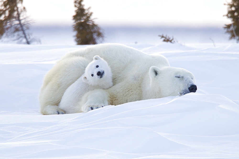 Polar bear (Ursus maritimus) and cubs, Wapusk National Park, Churchill, Hudson Bay, Manitoba, Canada, North America