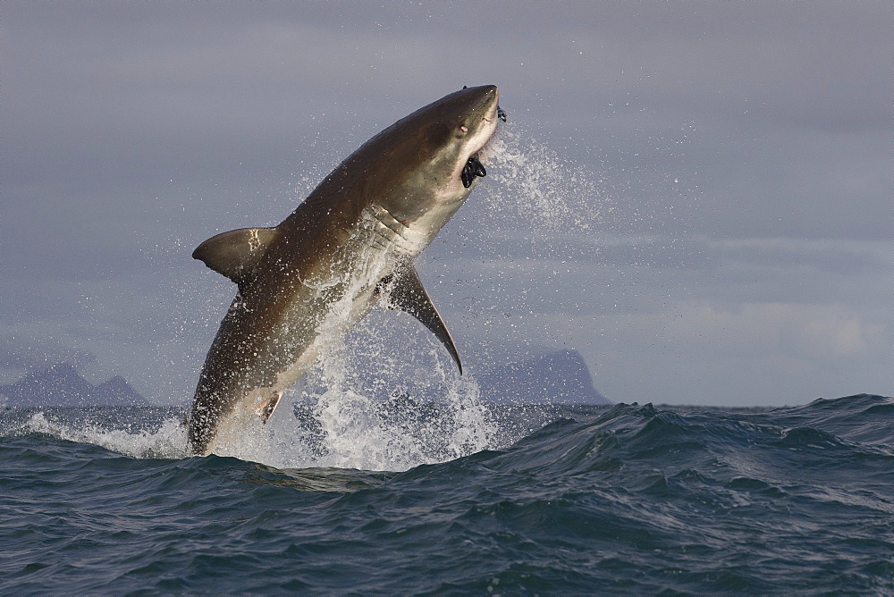 Great white shark (Carcharodon carcharias), Seal Island, False Bay, Simonstown, Western Cape, South Africa, Africa