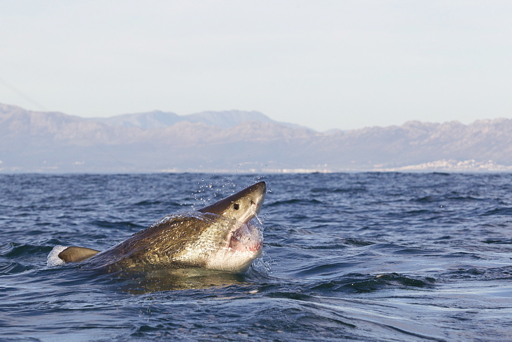 Great white shark (Carcharodon carcharias), Seal Island, False Bay, Simonstown, Western Cape, South Africa, Africa