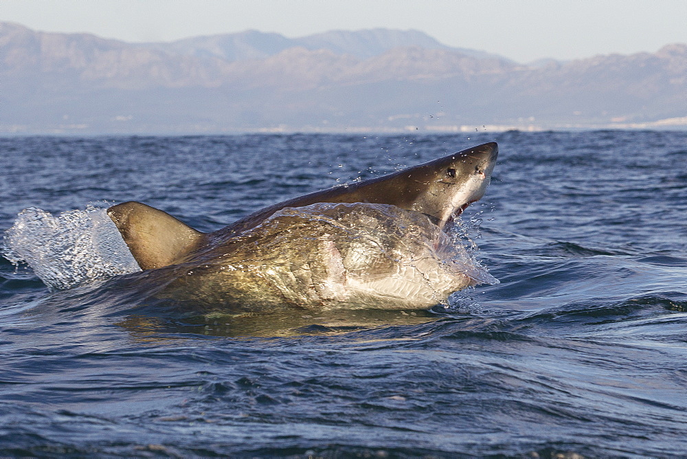 Great white shark (Carcharodon carcharias), Seal Island, False Bay, Simonstown, Western Cape, South Africa, Africa