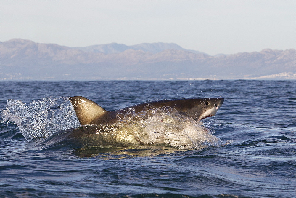 Great white shark (Carcharodon carcharias), Seal Island, False Bay, Simonstown, Western Cape, South Africa, Africa