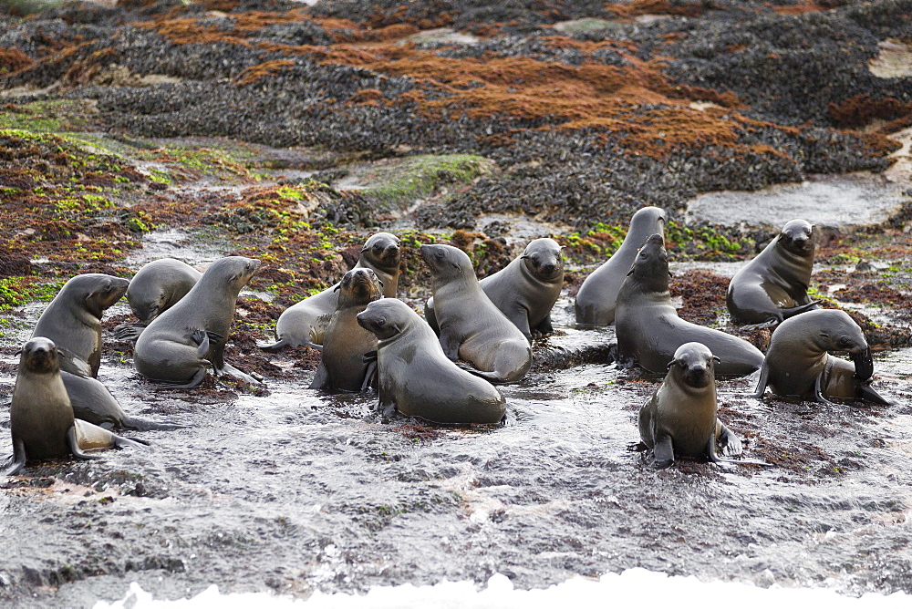 Cape fur seals (Arctocephalus pusillus pusillus), Seal Island, False Bay, Simonstown, Western Cape, South Africa, Africa