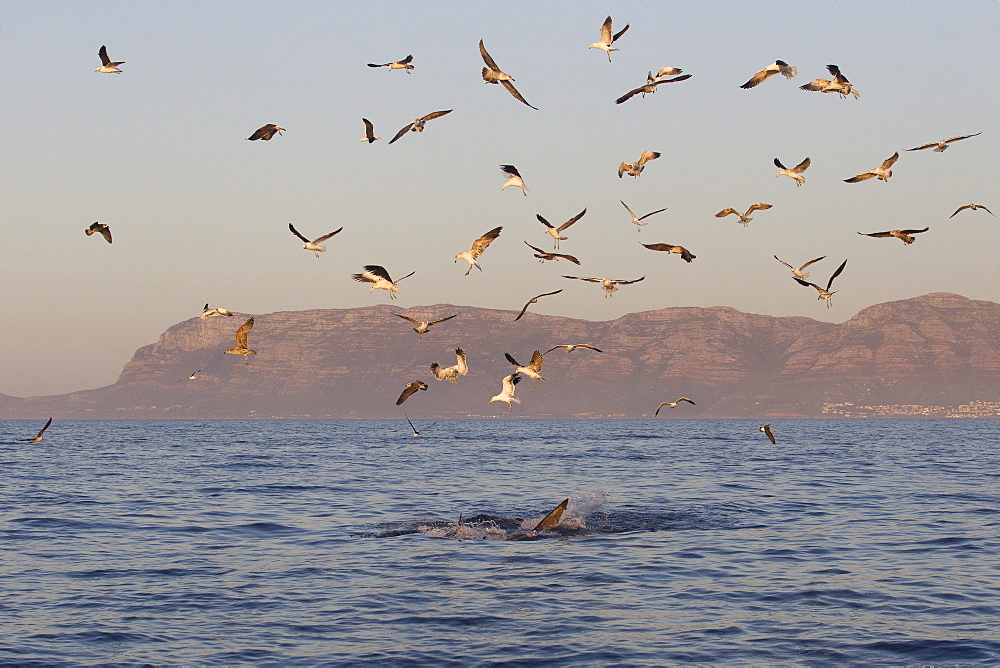 Great white shark (carcharodon carcharias), Africa, South Africa, Western cape, Capetown ,  Simonstown ,  False bay, Seal island