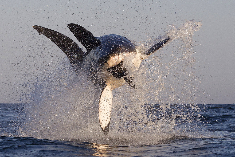 Great white shark (Carcharodon carcharias), Seal Island, False Bay, Simonstown, Western Cape, South Africa, Africa