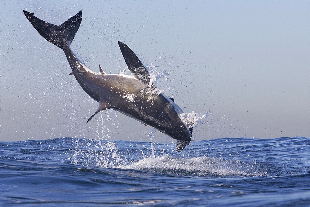 Great white shark (Carcharodon carcharias), Seal Island, False Bay, Simonstown, Western Cape, South Africa, Africa