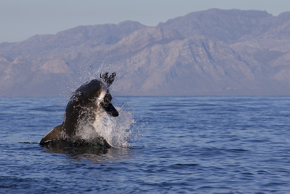 Great white shark (Carcharodon carcharias), Seal Island, False Bay, Simonstown, Western Cape, South Africa, Africa