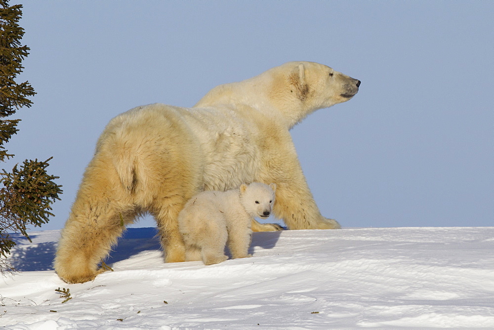 Polar bear (Ursus maritimus) and cub, Wapusk National Park, Churchill, Hudson Bay, Manitoba, Canada, North America 