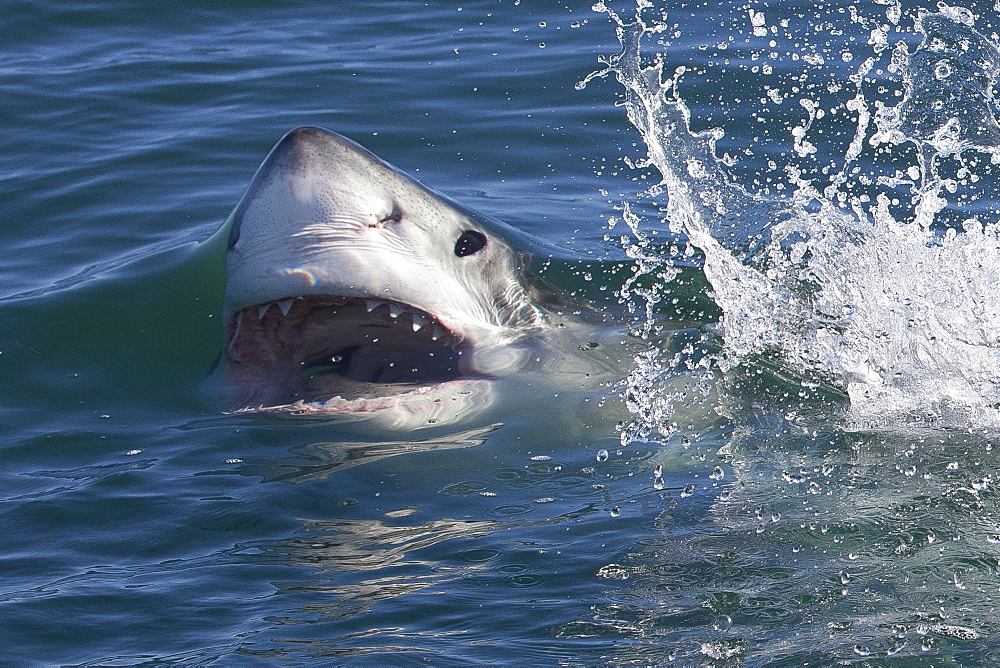 Great white shark (Carcharodon carcharias), Seal Island, False Bay, Simonstown, Western Cape, South Africa, Africa