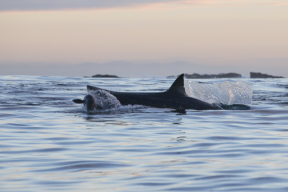 Great white shark (Carcharodon carcharias), Seal Island, False Bay, Simonstown, Western Cape, South Africa, Africa