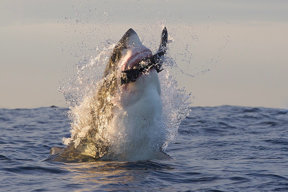 Great white shark (Carcharodon carcharias), Seal Island, False Bay, Simonstown, Western Cape, South Africa, Africa