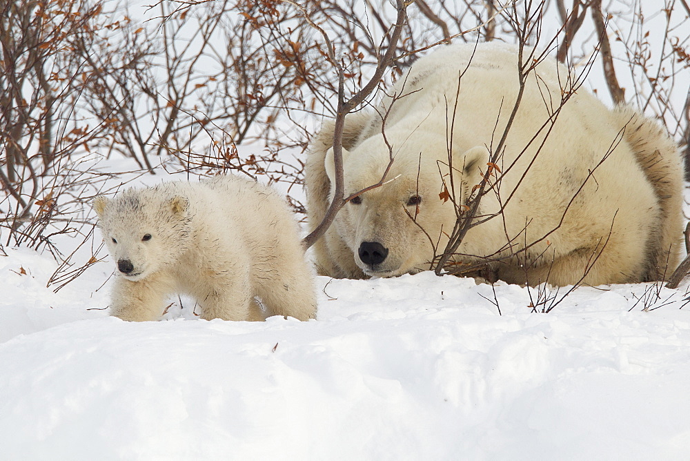 Polar bear (Ursus maritimus) and cub, Wapusk National Park, Churchill, Hudson Bay, Manitoba, Canada, North America 