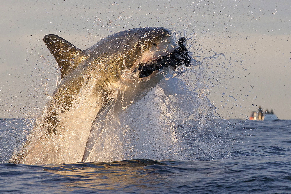 Great white shark (Carcharodon carcharias), Seal Island, False Bay, Simonstown, Western Cape, South Africa, Africa