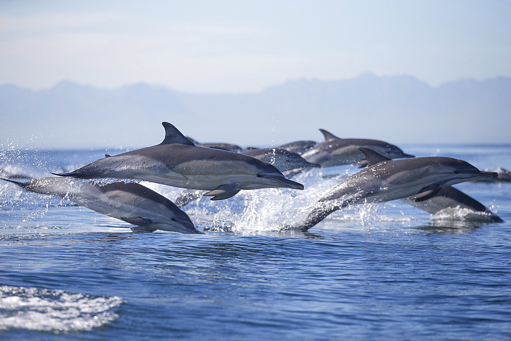 Common dolphin (Delphinus capensis), Seal Island, False Bay, Simonstown, Western Cape, South Africa, Africa