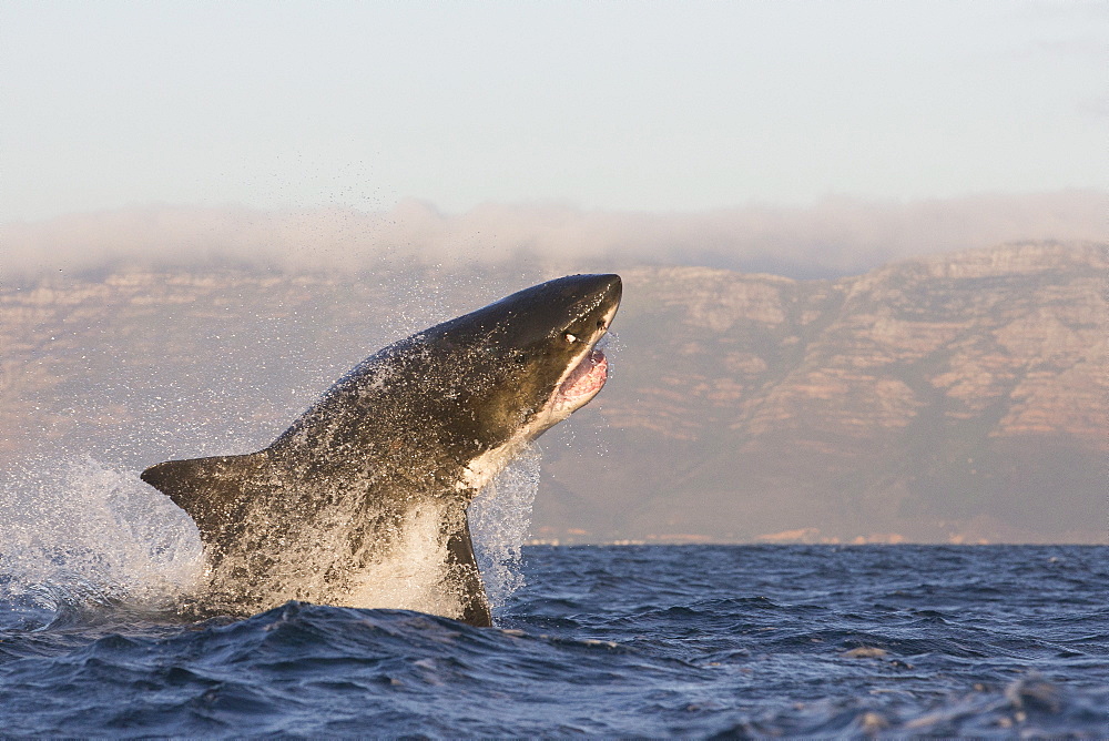 Great white shark (Carcharodon carcharias), Seal Island, False Bay, Simonstown, Western Cape, South Africa, Africa