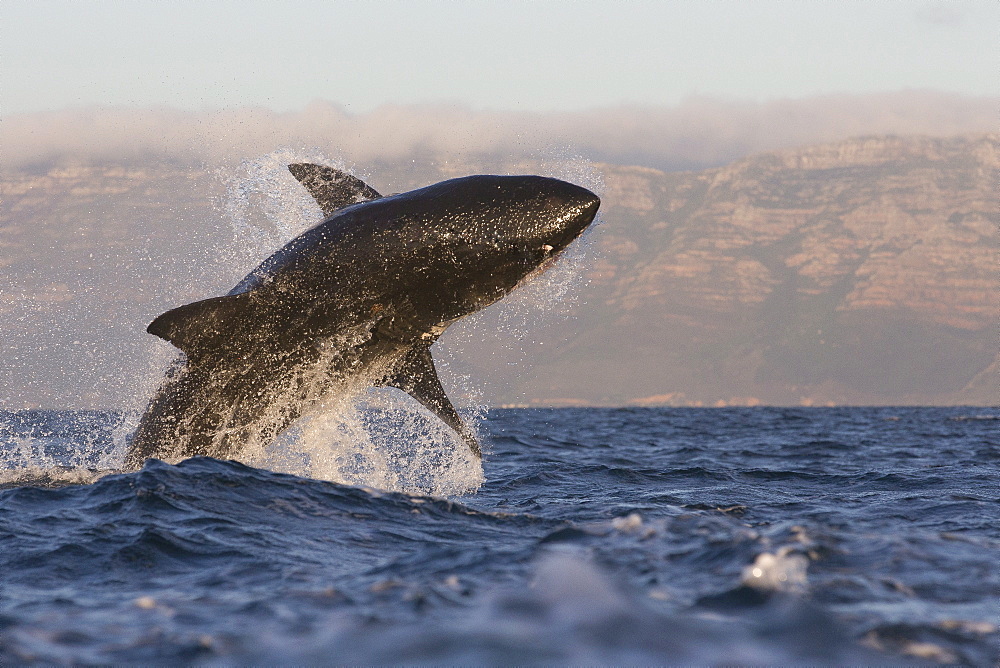 Great white shark (Carcharodon carcharias), Seal Island, False Bay, Simonstown, Western Cape, South Africa, Africa