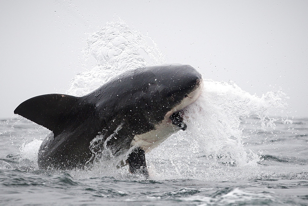 Great white shark (Carcharodon carcharias), Seal Island, False Bay, Simonstown, Western Cape, South Africa, Africa