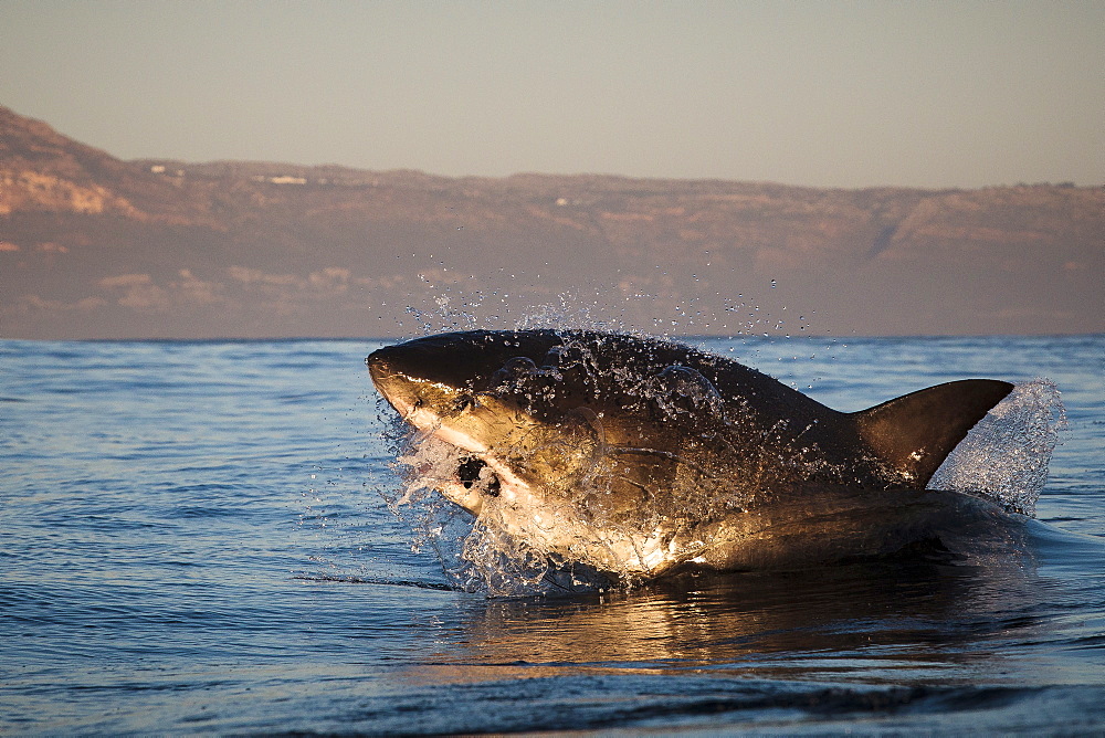 Great white shark (Carcharodon carcharias), Seal Island, False Bay, Simonstown, Western Cape, South Africa, Africa