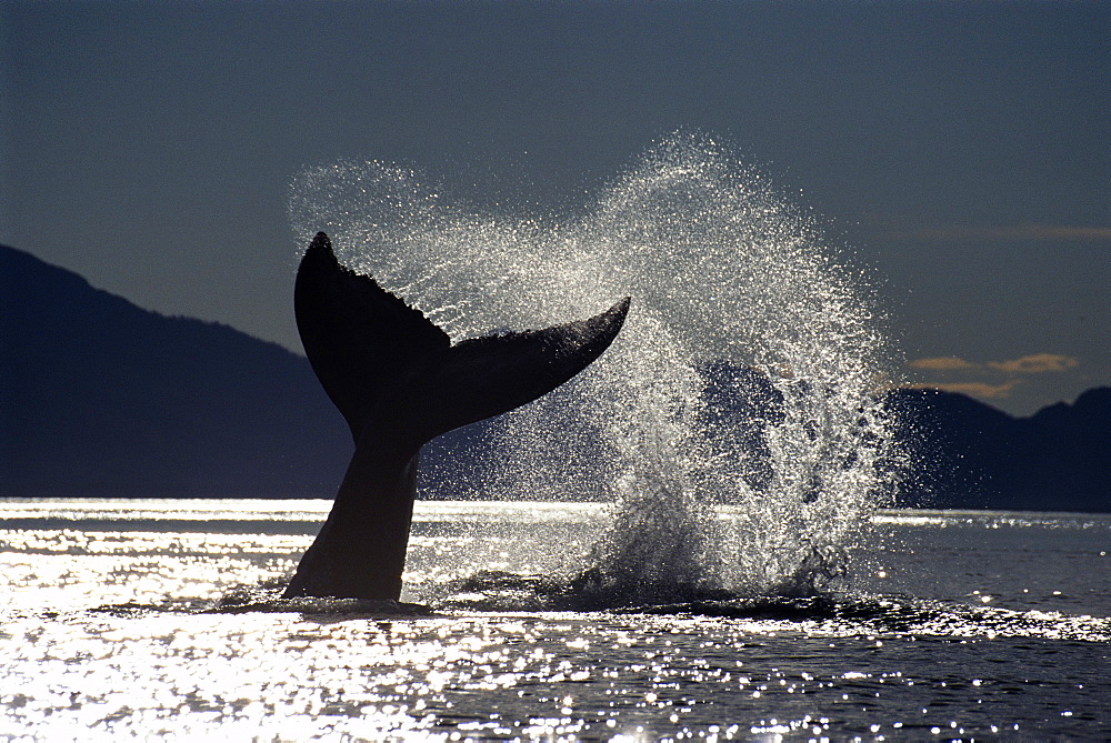 Humpback whale (Megaptera novaeangliae) tail slapping with its flukes. Alaska