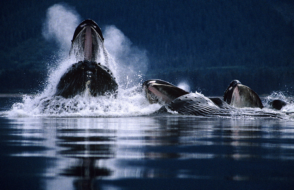 Humpback Whales feeding (Megaptera novaeangliae).Tenakee Inlet, S. E. Alaska