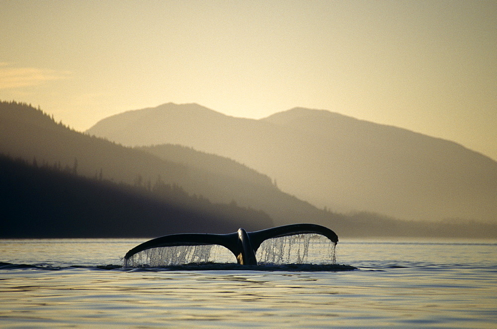 Humpback Whale (Megaptera novaeangliae) sounding. Chatham Straits, S.E. Alaska