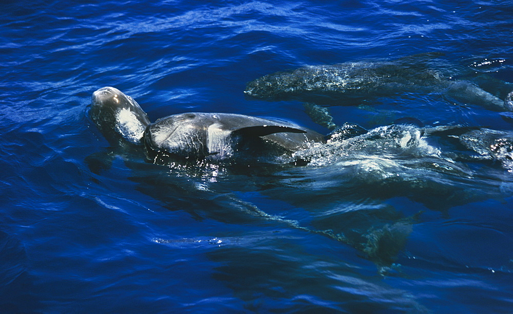 Male Risso's dolphins (Grampus griseus) competing for female. 