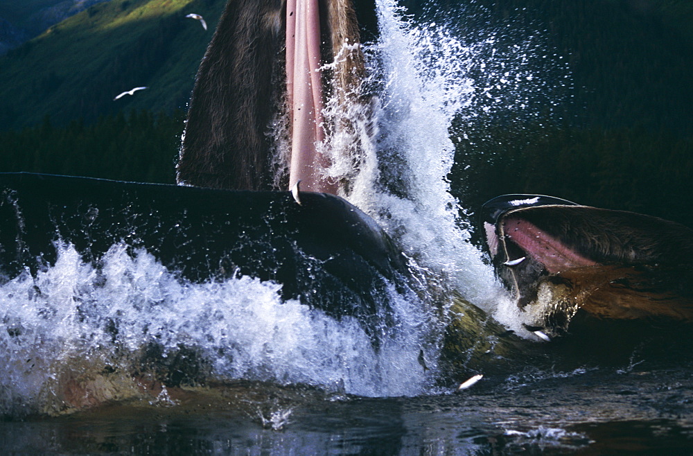 Humpback Whale feeding (Megaptera novaeangliae).