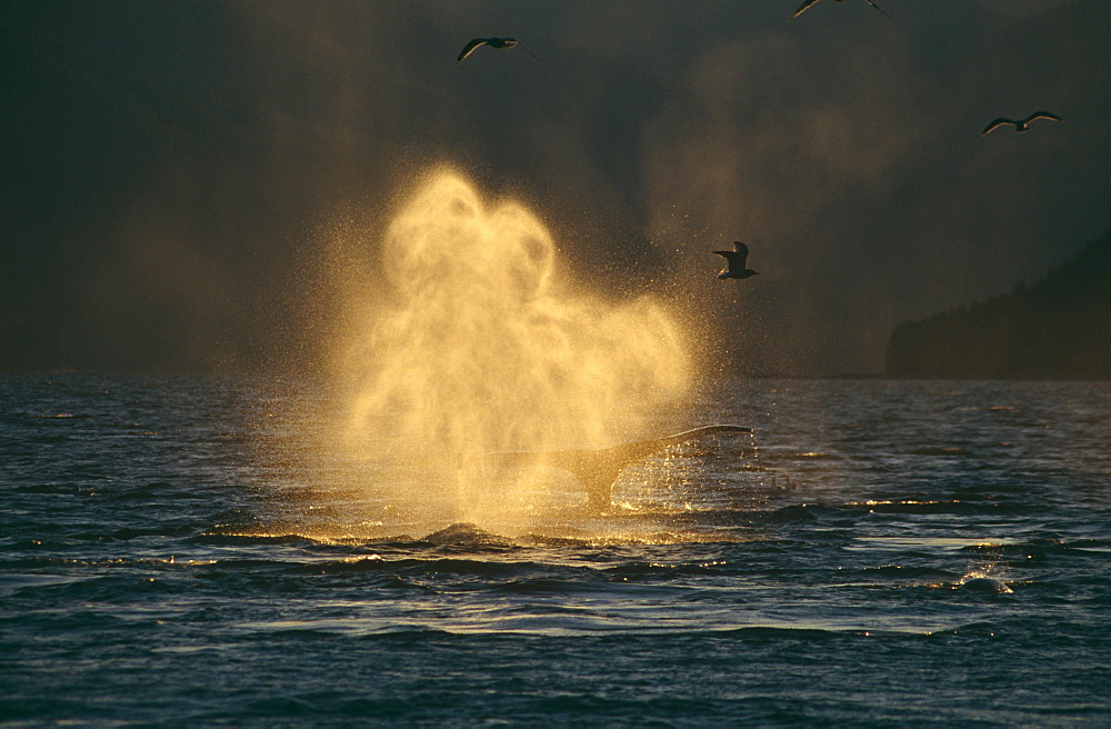 Humpback Whale (Megaptera novaeangliae) blowing. Tenakee Inlet, South East Alaska