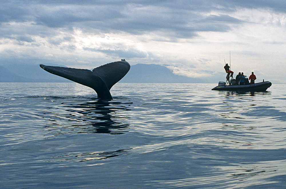 Humpback Whale (Megaptera novaeangliae) sounding and researchers. Alaska