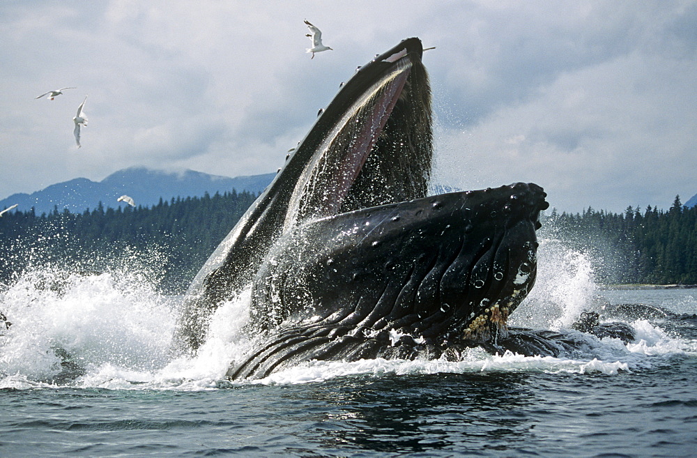 Humpback Whale feeding (Megaptera novaeangliae).