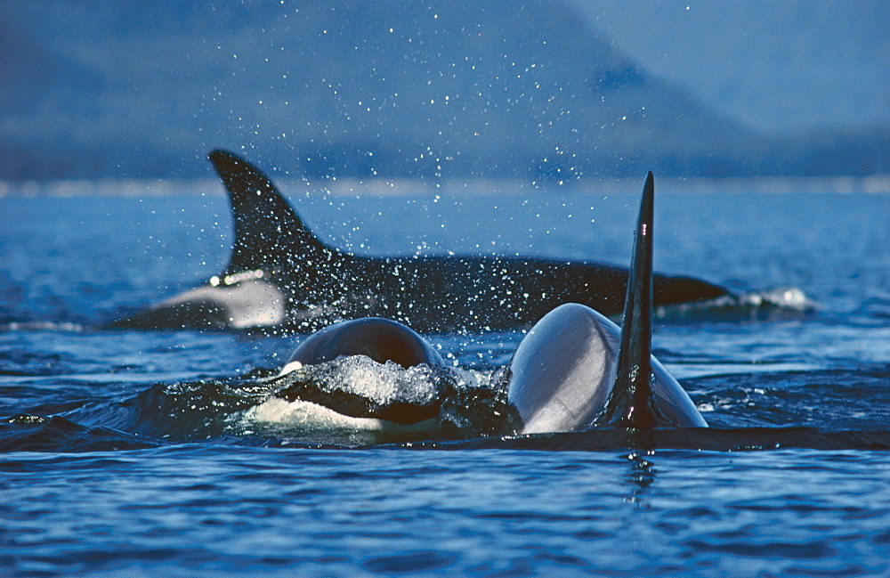 Killer whale (Orcinus orca). S. E. Alaska