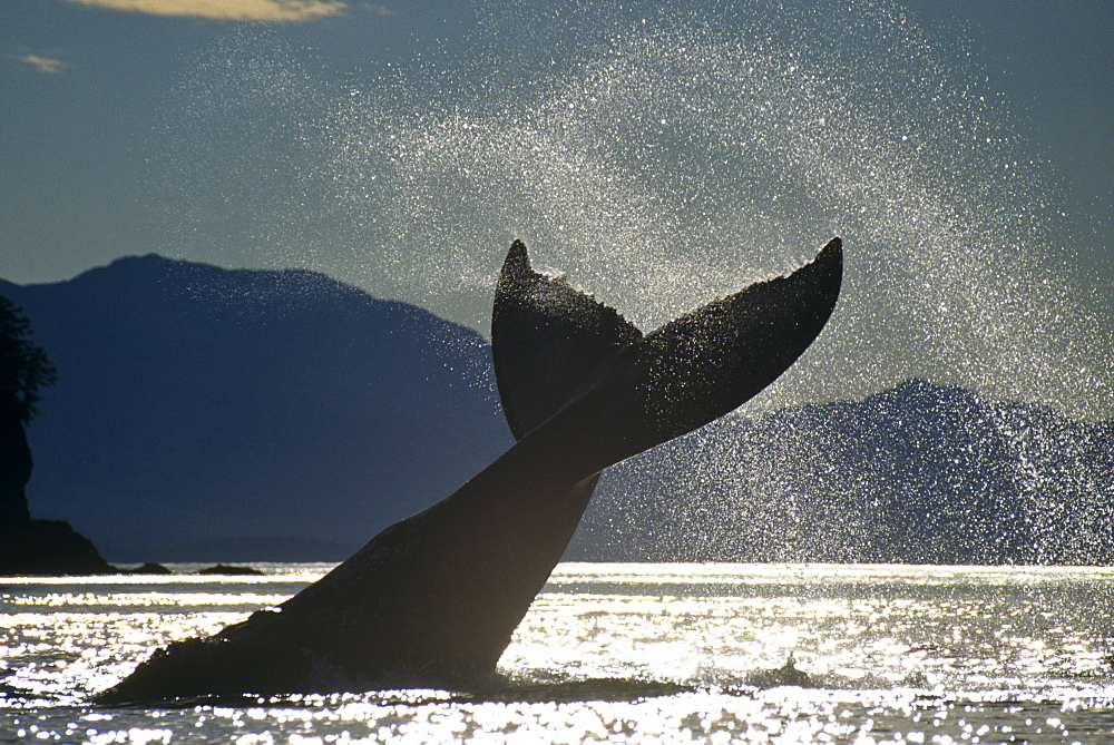 Humpback Whale (Megaptera novaeangliae) lobtailing. Icy Straits, S.E. Alaska